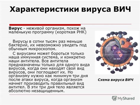 Рубелла вирус: основные характеристики