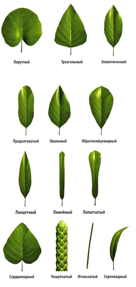 Рудиментарные листья: определение и особенности