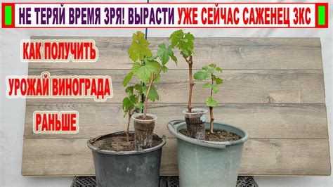 Саженец с закрытой корневой системой: