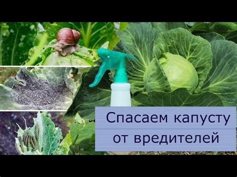 Сакральный смысл обработки капусты: глубокое понимание сновидений