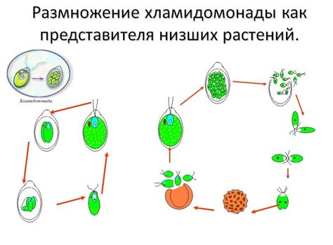 Самоедство: размножение