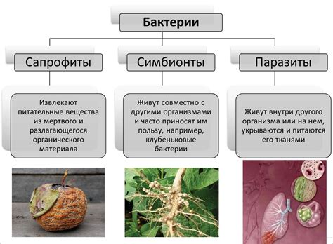 Сапрофиты: понятие и классификация