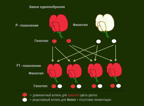 Сатисфакция: основные понятия и объяснение на примерах