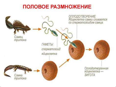 Сбои в размножении животных