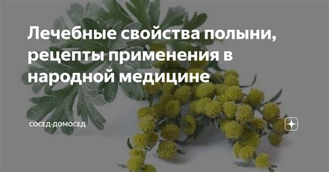 Свойства и применение полыни в народной медицине