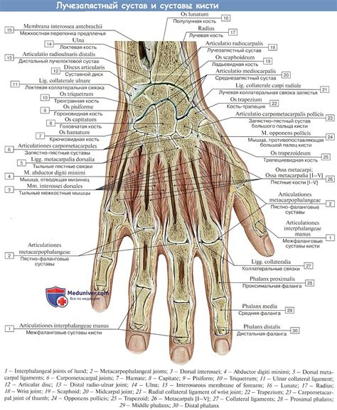 Связи и суставы на тыльной части руки