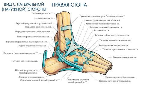 Связи и сухожилия путового сустава