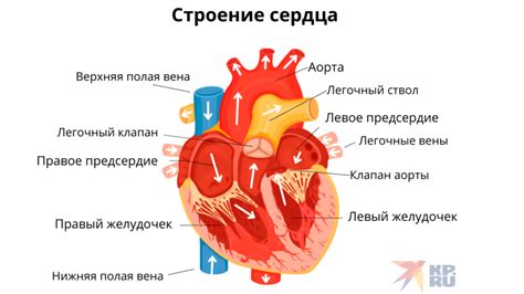 Связи формы сердца с характером и судьбой человека