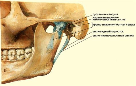 Связки височно-нижнечелюстного сустава