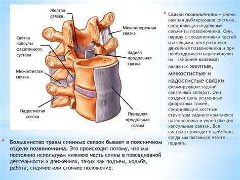 Связки хребтовой рамы: анатомия и функции