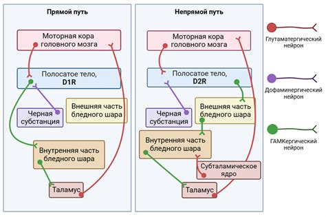 Связь блокады дофаминовых рецепторов с нарушением двигательных функций