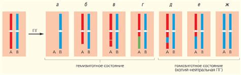 Связь гетерозиготности с адаптивными изменениями