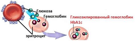 Связь гликозилированного гемоглобина с диабетом