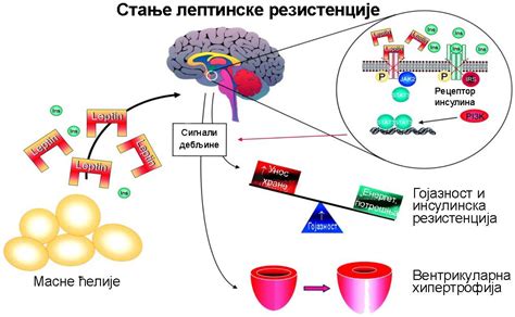 Связь грелина и лептина с эмоциональным состоянием