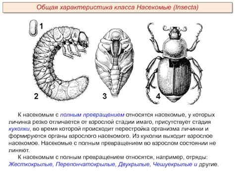 Связь контакта с насекомым во сне и реального впечатления