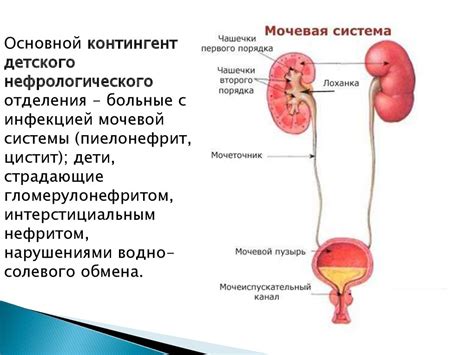 Связь между "ходить под себя" и заболеваниями мочевой системы