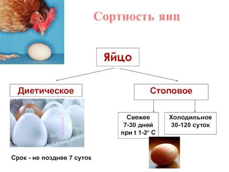 Связь между воровством куриных яиц в снах и материнством, репродуктивной сферой