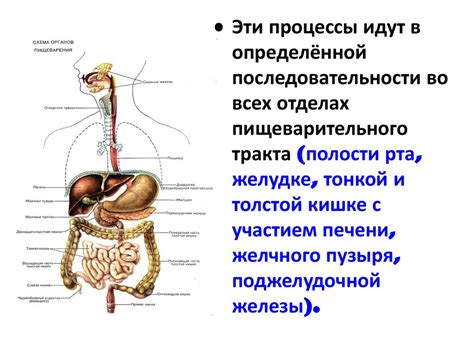 Связь между кислой слюной и состоянием желудка