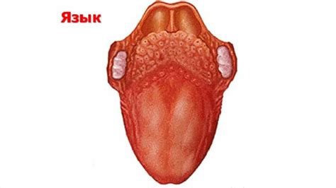 Связь между коричневым языком и состоянием организма