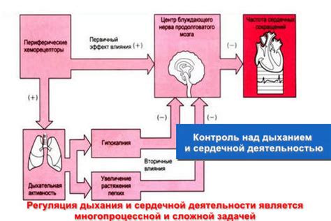 Связь между показаниями и сердечной деятельностью