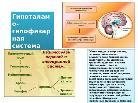 Связь между присутствием гельминтов в организме и его эмоциональным состоянием