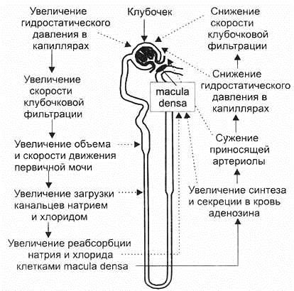 Связь между скоростью клубочковой фильтрации и состоянием здоровья