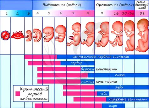 Связь между сновидениями эмбриона и его будущим развитием