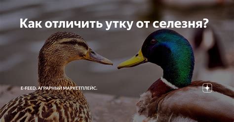 Связь между хлебом и утками в сновидении и материальным благополучием