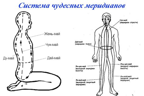 Связь меридианов с органами и системами организма