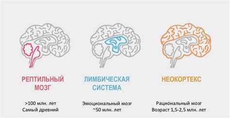 Связь мозга и обработки информации во время сновидений