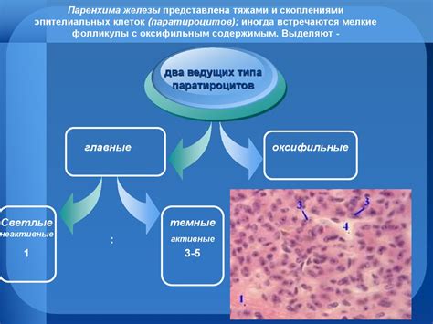 Связь нарушения эпителиальных клеток с заболеваниями