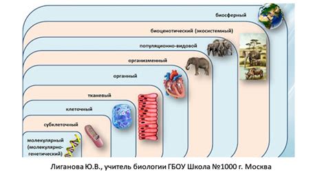 Связь организменного уровня с успешным развитием организации