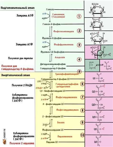 Связь полного окисления глюкозы с дыханием