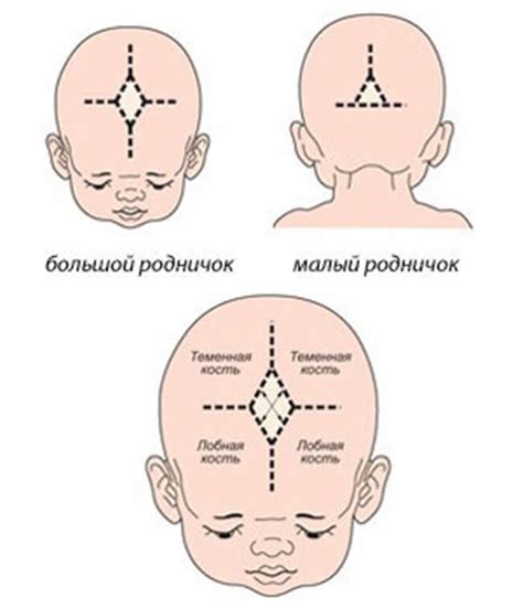 Связь родничка с развитием мозга у младенца