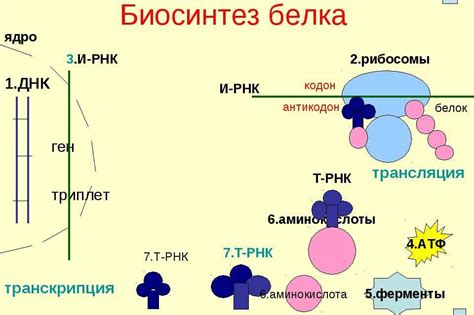 Связь сниженного реактивного белка с различными заболеваниями