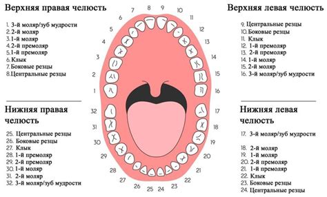 Связь сновидений о сжимании зубов с эмоциональным состоянием человека