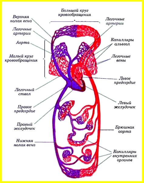 Связь сосудов и кровообращения