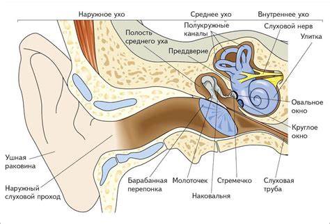 Связь среднего уха с другими частями слуховой системы