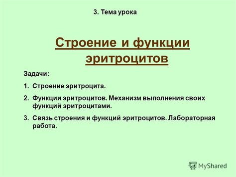 Связь строения и функций