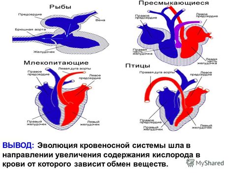 Связь с кровообращением и доставкой кислорода