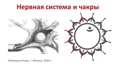 Связь с кровообращением и нервной системой