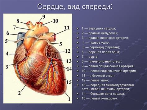 Связь с нормальным функционированием сердца