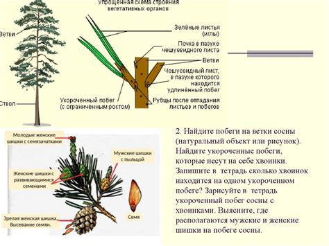 Связь с прошлым и предостережение: знаки, которые несут ветки ели в сновидениях