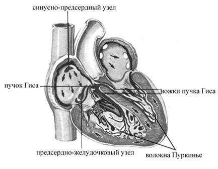 Связь с работой сердца