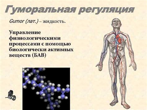 Связь с физиологическими процессами в организме мужчины