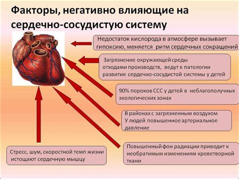 Связь с функционированием сердечно-сосудистой системы