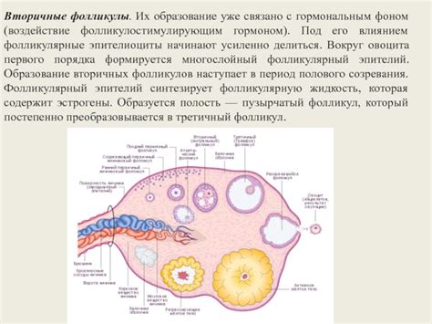 Связь фолликулов с гормональным фоном