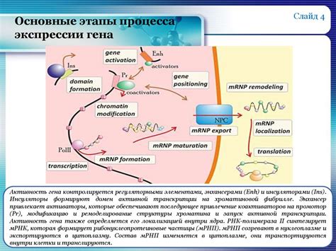 Связь экспрессии гена p53 с онкологическими заболеваниями