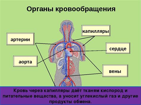 Связь экстракраниального отдела с нервной системой