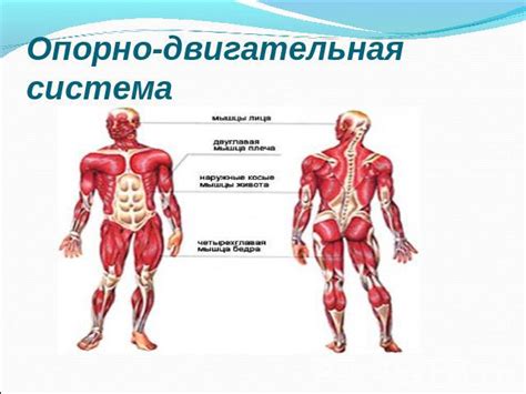 Сегментированность тела: определение и влияние на организм человека